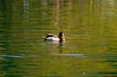 DSC_2492.jpg