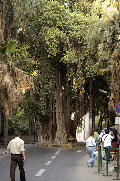 dsc_3764_v.jpg