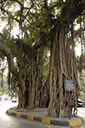 dsc_3765_v.jpg