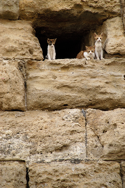 dsc_3138_v.jpg