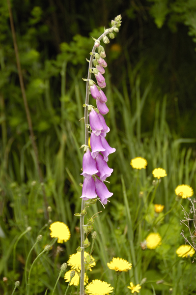 DSC_4393_v.jpg