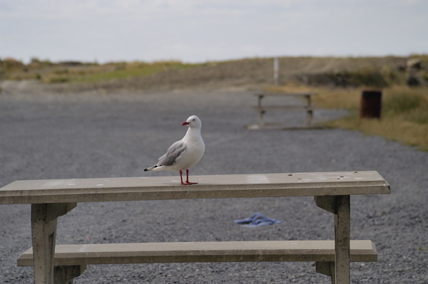 DSC_4702.jpg