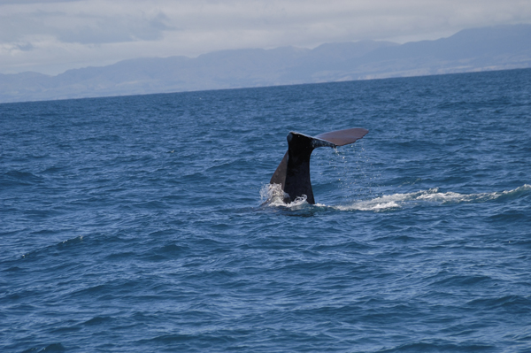DSC_4715.jpg