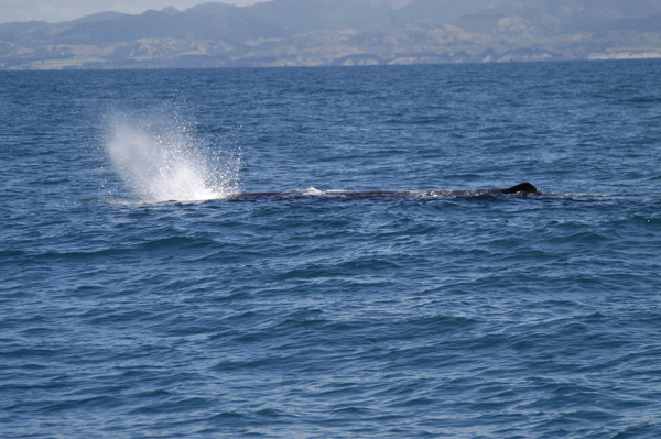 DSC_4729.jpg