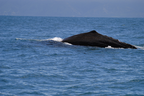DSC_4740.jpg