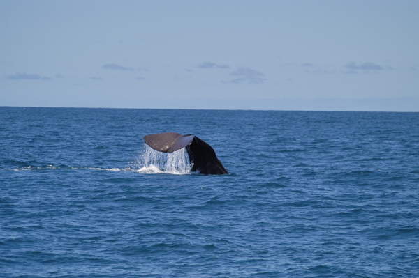 DSC_4753.jpg