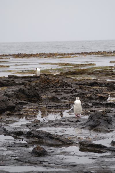 DSC_5137_v.jpg