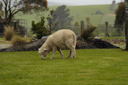 DSC_5114.jpg