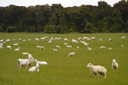 DSC_5170.jpg