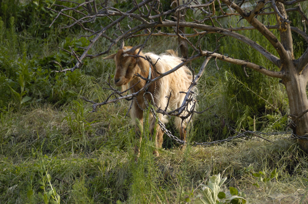 DSC_5499.jpg