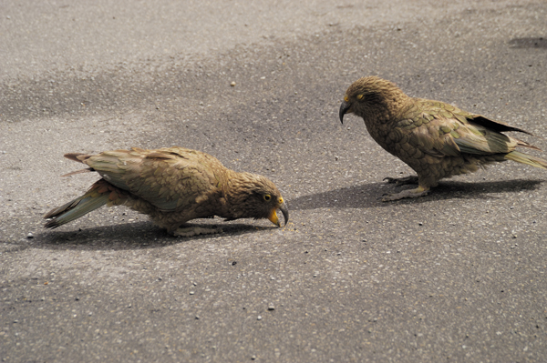 DSC_5712.jpg