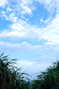 DSC_8071_v.jpg