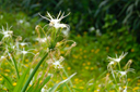 dsc_8061.jpg