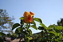 dsc_0244.jpg