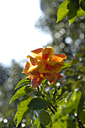 dsc_0245_v.jpg