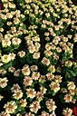 p1050958_v.jpg