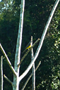 083_p1080615_v.jpg